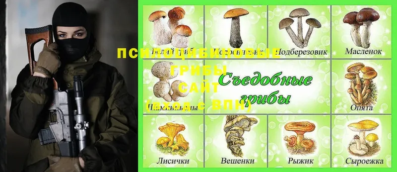 Псилоцибиновые грибы Cubensis  OMG ссылки  Грайворон 